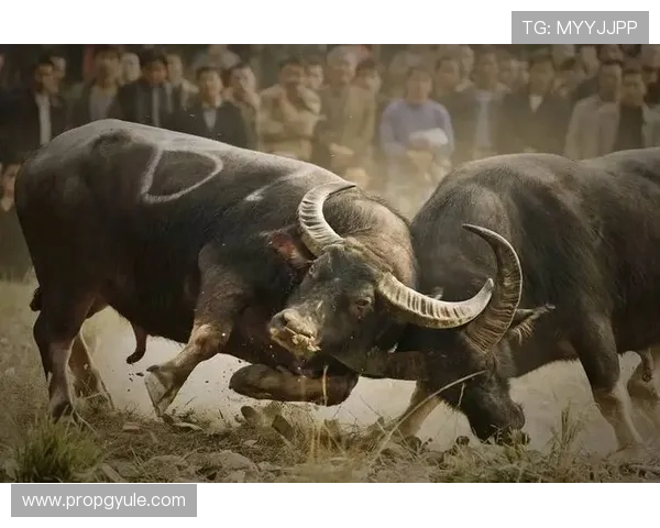 优质真人斗牛网址汇总让你随时随地享受高品质的斗牛游戏乐趣 优质真人斗牛网址汇总让你随时随地享受高品质的斗牛游戏乐趣