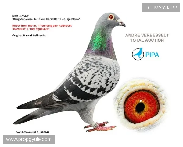 深入剖析利来国际ag集团在全球市场中的品牌影响力